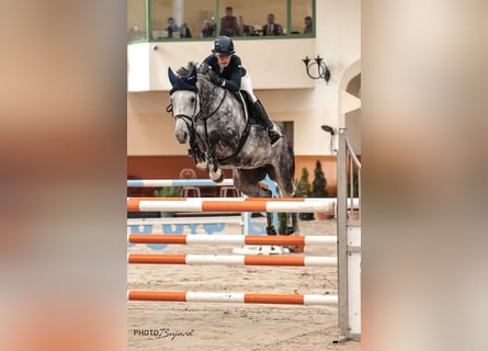 Selle Français, Mare, 9 years, 16,1 hh, Gray