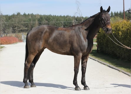 Selle Français, Mare, 9 years, 16.1 hh