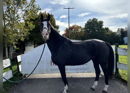 Selle Francais, Stute, 9 Jahre, 16 hh, Rappe