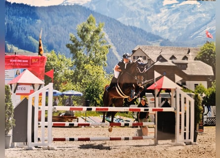 Selle Français, Mare, 9 years, 16 hh, Chestnut