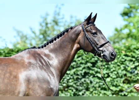 Selle Français, Mare, 9 years, 16,1 hh, Smoky-Black