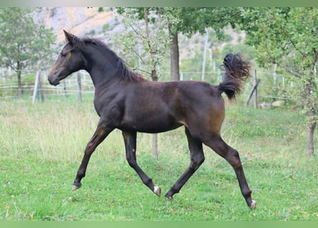 Selle Français, Mare, Foal (03/2025), 15.2 hh, Brown