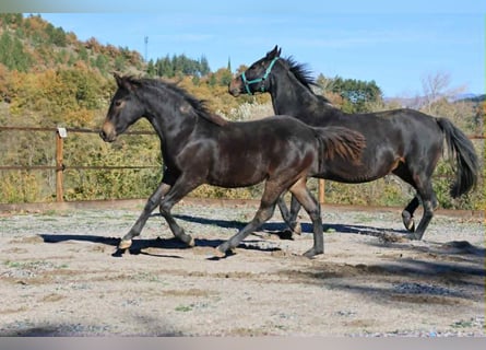 Selle Français, Mare, Foal (03/2025), 15,2 hh, Brown