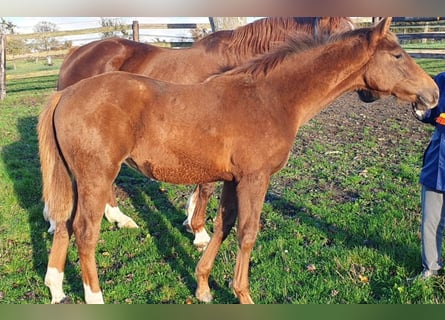 Selle Français, Mare, Foal (06/2025), 16,1 hh, Chestnut-Red