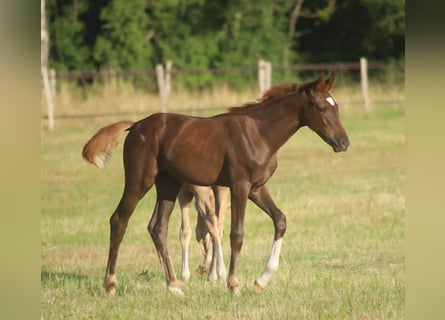 Selle Français, Mare, , 16,2 hh, Chestnut