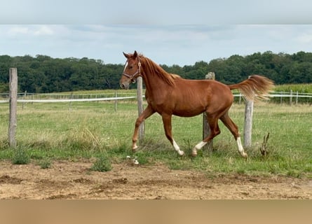 Selle Français, Merrie, 1 Jaar, Vos