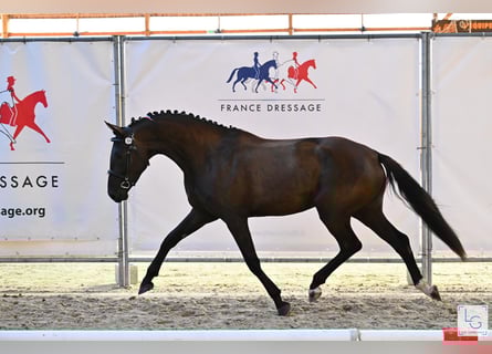 Selle Français, Merrie, 4 Jaar, 163 cm, Zwart