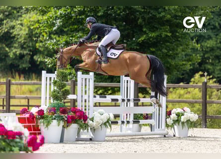 Selle Français, Merrie, 4 Jaar, 164 cm, Bruin