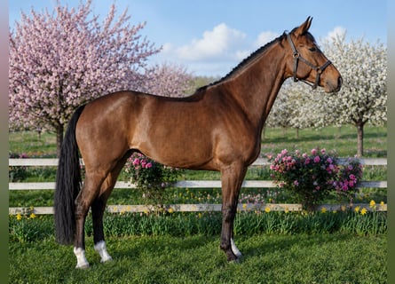 Selle Français, Merrie, 6 Jaar, 167 cm, Bruin