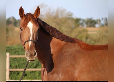Selle Français, Merrie, 6 Jaar, 167 cm, Bruin
