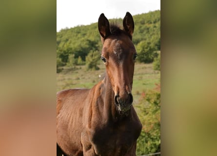 Selle Français, Merrie, Veulen (06/2025), Bruin