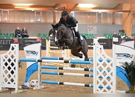 Selle Français, Ruin, 11 Jaar, 163 cm, Zwart