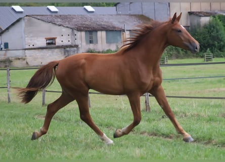 Selle Français, Ruin, 2 Jaar, 173 cm, Donkere-vos