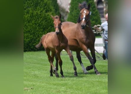 Selle Francais, Wallach, 3 Jahre, Brauner