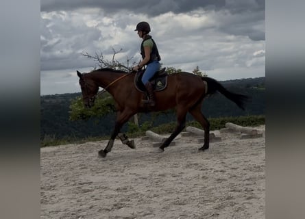 Selle Français, Ruin, 4 Jaar, 167 cm, Bruin