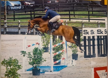 Selle Français, Ruin, 6 Jaar, 174 cm, Roodbruin