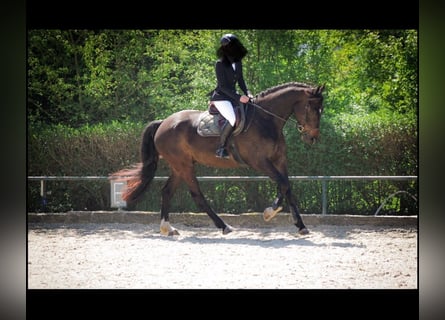Selle Français, Ruin, 6 Jaar, 175 cm, Donkerbruin
