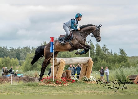 Selle Français, Ruin, 7 Jaar, 167 cm, Bruin