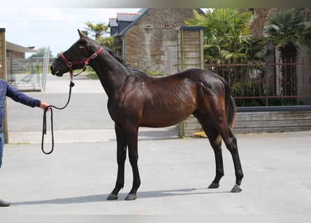 Selle Français, Stallion, 1 year, 13,1 hh, Black
