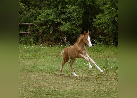 Selle Français, Stallion, 1 year, 16.1 hh, Chestnut-Red