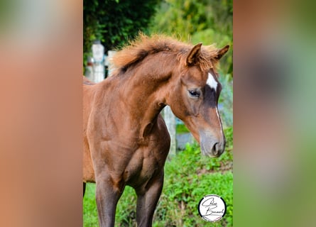 Selle Français, Stallion, 1 year, 16,2 hh, Chestnut