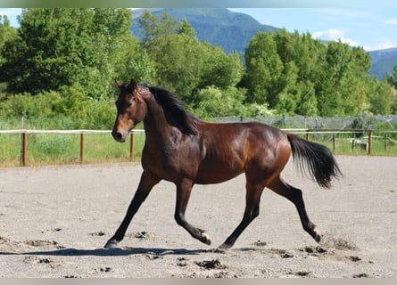 Selle Français, Stallion, 2 years, 15,2 hh, Brown