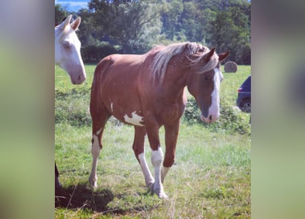 Selle Français, Stallion, 3 years, 16 hh, Chestnut-Red