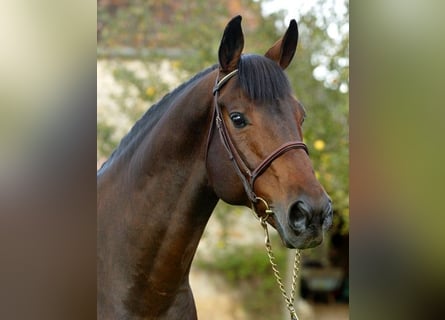 Selle Français, Stallion, 34 years, 17,1 hh, Bay-Dark