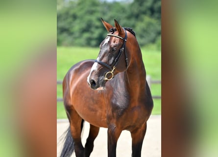 Selle Français, Stallion, 13 years, 16,2 hh, Brown