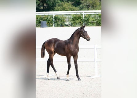 Selle Français, Stallion, Foal (06/2025), 16,2 hh, Bay-Dark