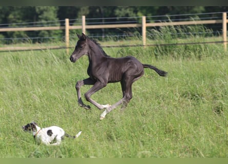 Selle Français, Stallion, Foal (01/2023), Black