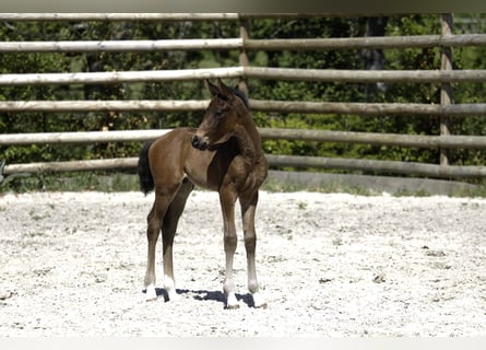 Selle Français, Stallion, , Brown
