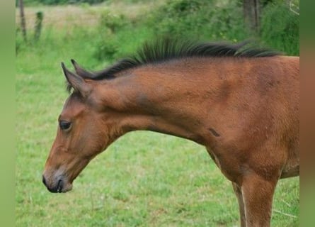 Selle Français, Stallion, Foal (01/2024), Brown