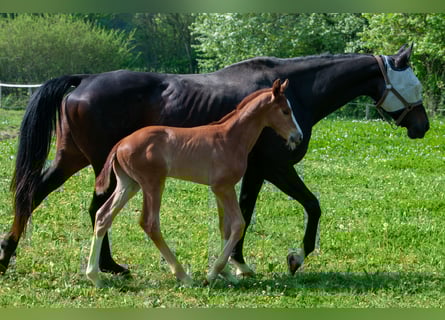 Selle Français, Stallion, , Chestnut-Red