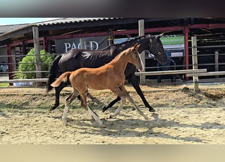 Selle Français, Stallion, Foal (04/2025), Chestnut-Red