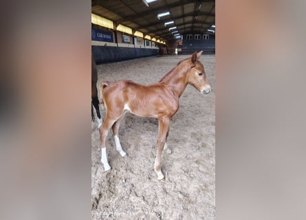 Selle Français, Stallion, Foal (01/2026), Chestnut