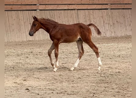 Selle Français, Stallion, Foal (01/2026), Chestnut