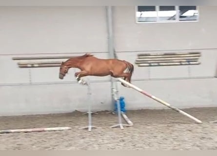 Selle Français, Stallone, 3 Anni, 170 cm, Sauro