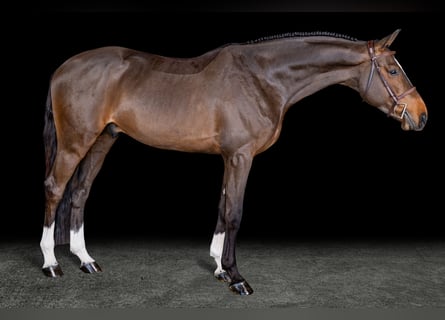 Selle Français, Stallone, 5 Anni, Baio ciliegia