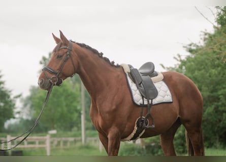 Selle Français, Stallone, 7 Anni, 168 cm, Sauro scuro