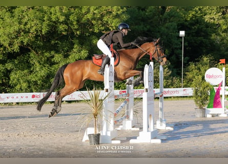 Selle Francais, Stute, 10 Jahre, 162 cm, Brauner