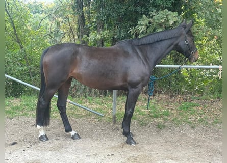 Selle Francais, Stute, 10 Jahre, 163 cm, Schwarzbrauner