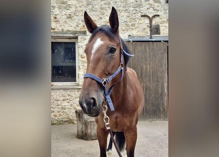 Selle Francais, Stute, 10 Jahre, 170 cm, Brauner