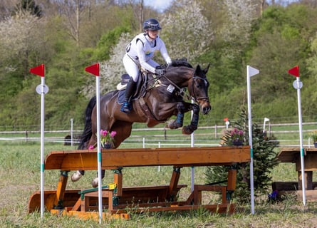 Selle Francais, Stute, 12 Jahre, 170 cm, Schwarzbrauner
