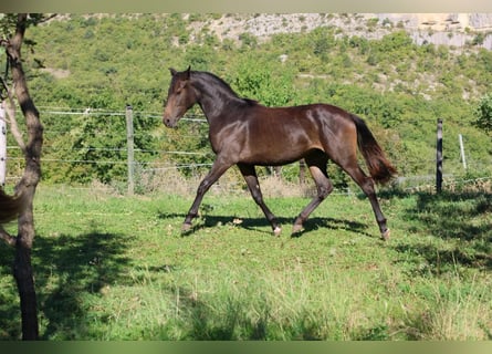 Selle Francais, Stute, 1 Jahr, 160 cm, Dunkelbrauner
