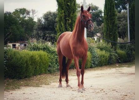 Selle Francais, Stute, 4 Jahre, 160 cm, Fuchs