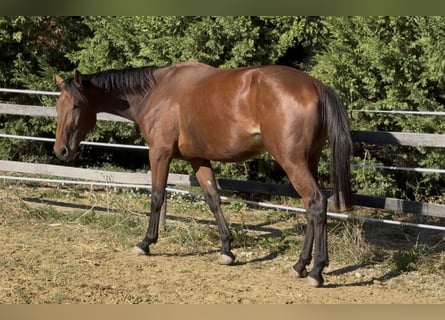 Selle Francais, Stute, 4 Jahre, 169 cm, Brauner