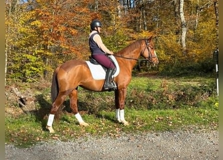 Selle Francais, Stute, 5 Jahre, 163 cm, Fuchs