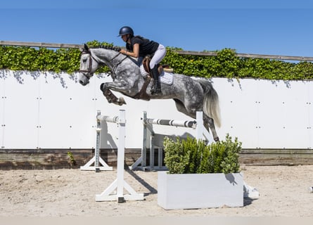 Selle Francais, Stute, 5 Jahre, 164 cm, Grullo