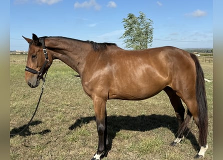 Selle Francais, Stute, 5 Jahre, 166 cm, Brauner